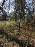 上三川町上神主狐塚古墳（神主5号墳）