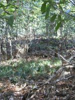 上三川町神主古墳群8_11号墳