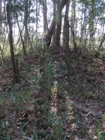 壬生町峯古墳群7_8_9_10号墳