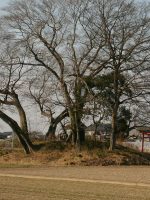 真岡市南島古墳