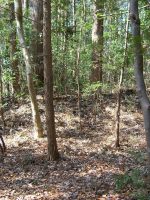 益子町御霊神社古墳群