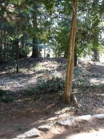 下野市明神神社古墳