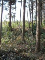 益子町長堤古墳群17号墳