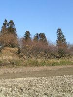 壬生町長塚古墳