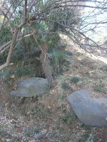 真岡市沼尻八幡山古墳