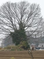 下野市大口1号墳