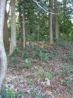 真岡市大曲古墳