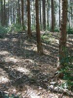 真岡市大根山古墳群2_3号墳