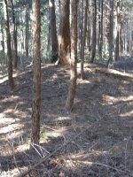 真岡市大根山古墳群7_8_11号墳