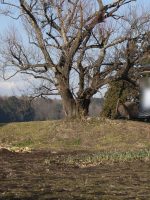 市貝町桜本塚古墳