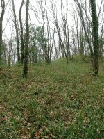 下野市三王山古墳群38号墳