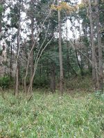 下野市三王山南塚1号墳（三王山1号墳）