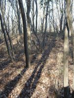 市貝町椎谷古墳群12_13号墳