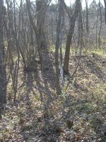 市貝町椎谷古墳群14_15_16_17号墳