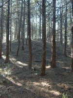 市貝町多田羅古墳群4_5_6_8号墳