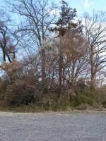 宇都宮市鶴塚古墳