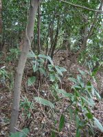 宇都宮市植の内古墳