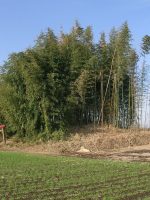 益子町山本稲荷神社古墳