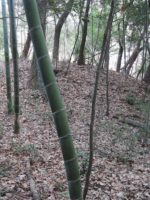 足利市熊野山古墳群1_2_3_4_5号墳