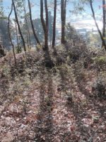 足利市養源寺古墳群