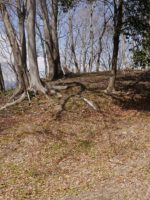 高崎市多胡古墳群寺ノ上支群T216_T230_T231_T213