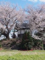 藤岡市天王塚古墳_桜2026