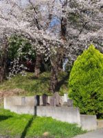 高崎市浜尻天王山古墳_桜2026