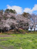 藤岡市平地神社古墳_桜2026