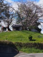 高崎市三島塚古墳_桜2026