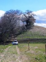 藤岡市白石稲荷山古墳_桜2026