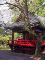 高崎市上小塙稲荷山古墳_桜2026