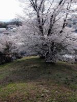 高崎市観音塚古墳_桜2026